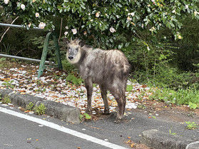 カモシカもお散歩中