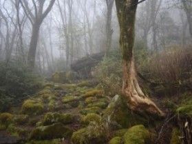 霧の世界で散歩しました