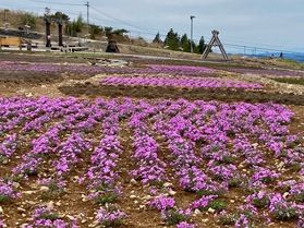 2024最新 茶臼山高原の芝桜開花状況 4/26の14時撮影
