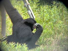 サル沼へようこそ!~日本モンキーセンター~