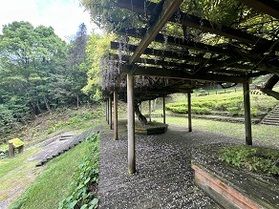 紫色の花たちが咲き始めています!