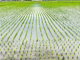 まもなく庄内平野の田植えが始まります!