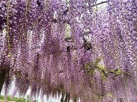 GW後半!庄内の花めぐりはいかがでしょうか🌷