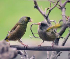 地面をちょこちょこ動くかわいい小鳥。カワラヒワ発見!