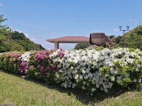 園地のツツジが見頃です♪