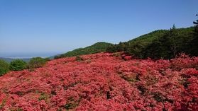 2024 徳仙丈山 ツツジ開花情報(5/19更新)