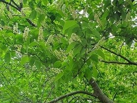 これも桜・・・？「ウワミズザクラ」
