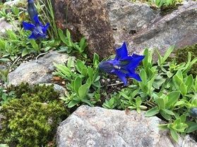 間もなく開園！標高1,500mの楽園『白馬五竜高山植物園』