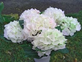 🌷母の日には…