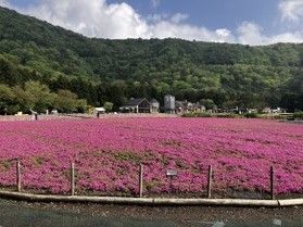 芝桜まつりと絵本の世界