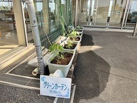 グリーンカーテン設置しました!
