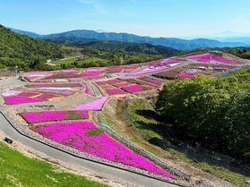 2024茶臼山高原芝桜まつり始まりました!最新開花状況。