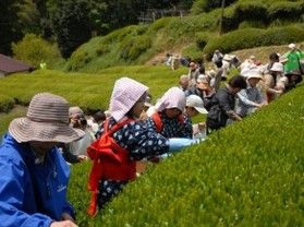 真庭のお茶摘み体験してみませんか?