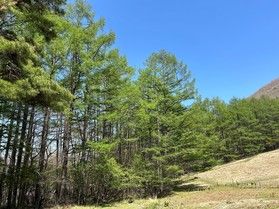 嬬恋鹿沢のカラマツの世界