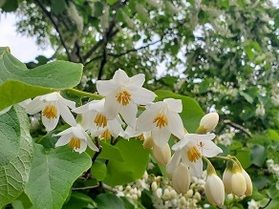 ハクウンボクが見頃です❀