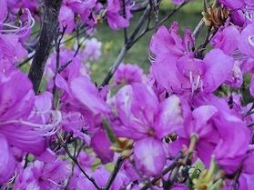 鹿沢園地内のツツジ、咲いていますよ♪