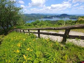 ニッコウキスゲ咲き始めました。