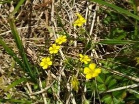休暇村嬬恋鹿沢の植物たち