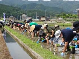 【真庭のイベント】田植え体験
