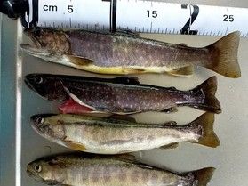 裏磐梯で渓流釣りやってみよ！