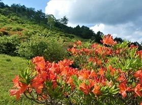 レンゲツツジは６月中旬頃からです🌸