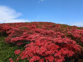 2024年　室根山ツツジ開花状況