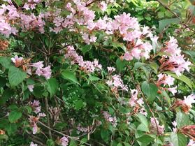 蒜山高原の周辺では「田植え花」が見頃♪