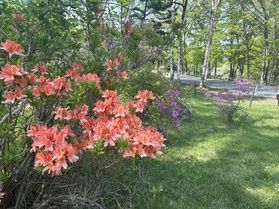 テラスから徒歩数分！すぐに出会える今の花々🌸