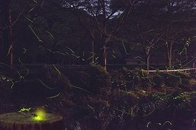 ホタルツアー本日よりスタートいたします！