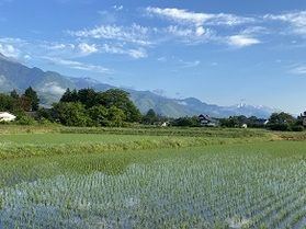 「田んぼ」・・・何気ない景色