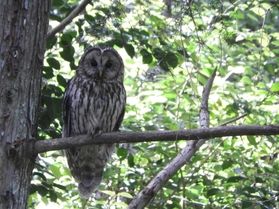 今の時期はホタルだけじゃない!フクロウも鳴いています!