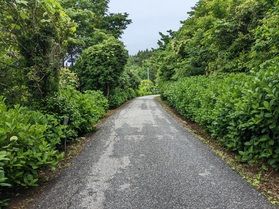 龍舞崎アジサイロード開花状況①