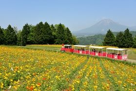 鳥取花回廊で「ゆりまつり」開催中!