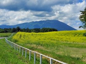 小岩井農場の菜の花が・・・