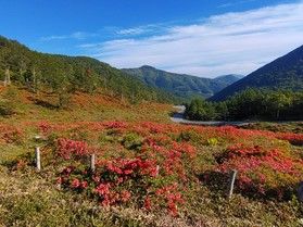 2024年「湯の丸高原レンゲツツジ」最新情報