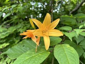 遊歩道に咲く「ニッコウキスゲ」