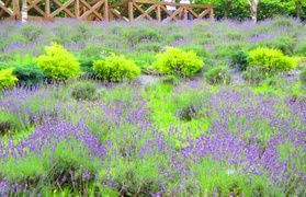 もうすぐラベンダー♪蒜山ハーブガーデンハービルへ行こう