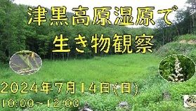 津黒高原湿原で生き物観察♪