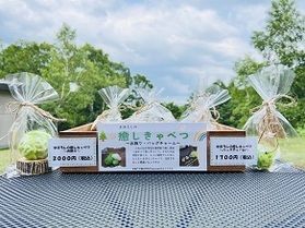 手作りキャベツ♪