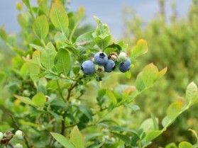 夏の蒜山高原でブルーベリー収穫体験