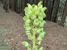山で見かけたお花たち