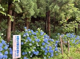 雫石町の紫陽花を見られる場所は知ってる?