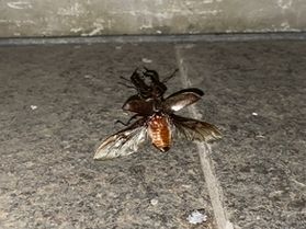 夏の網張温泉で昆虫採取!