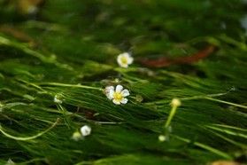 蒜山高原の固有種「ヒルゼンバイカモ」