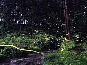 網張の森に飛ぶ幻想の光