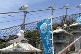 【期間限定】ウミネコ観察！