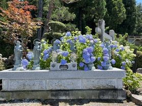 梅雨の時期を彩る紫陽花✨