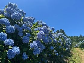 紫陽花の名所「赤坂公衆園」