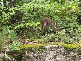 ウッキィーー