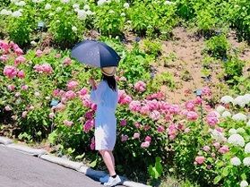 季節の花、あじさいを福島で楽しむ